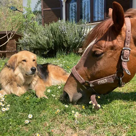 Oda ve Kahvaltı La Lacia 4*